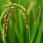 Japonica Rice Pathogen Threats in 2025: What’s Next for Crop Security and Yield Innovation?